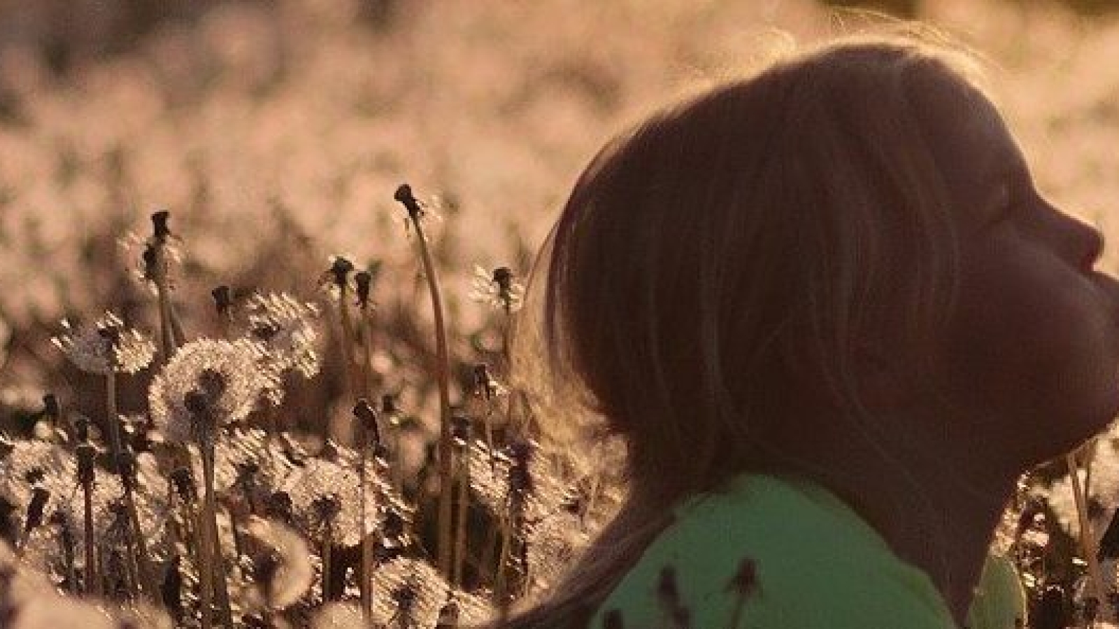 flowers-2562079_1920