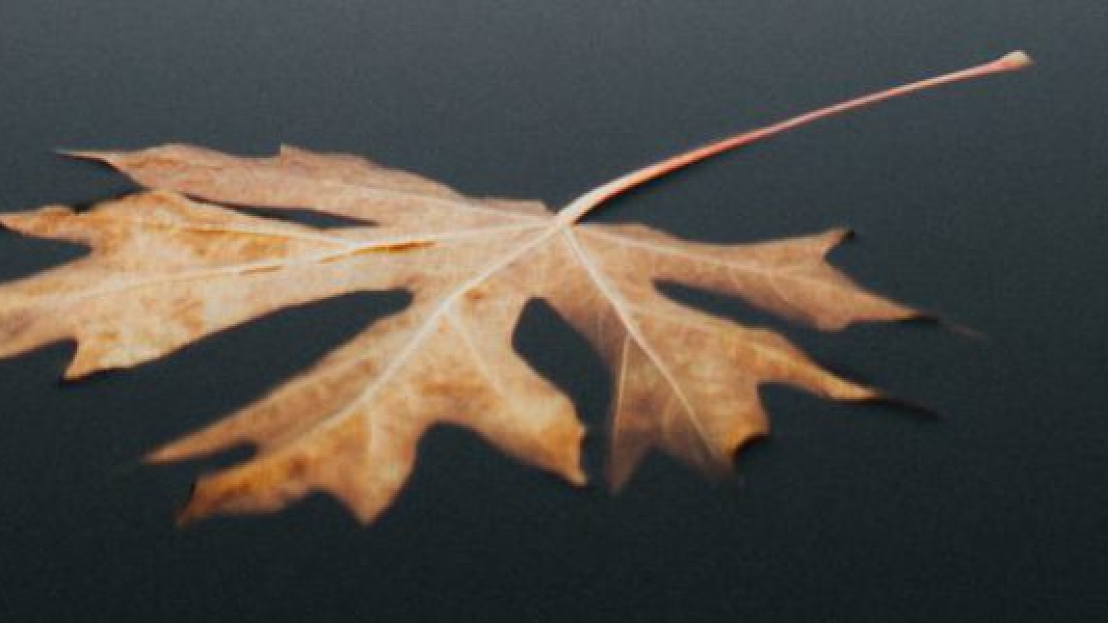 pexels-cole-keister-3081750