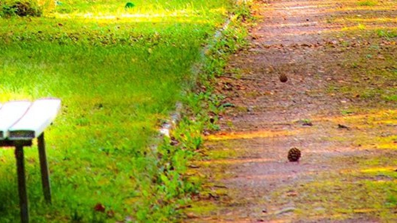 pexels-pixabay-257360